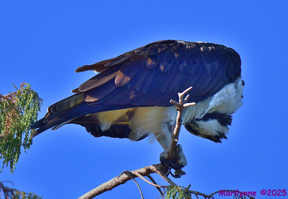 DSC_7658_001.JPG