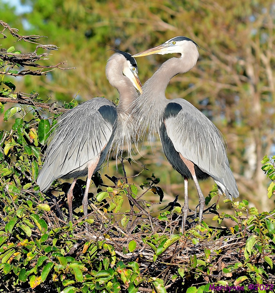 DSC_7660_001.JPG
