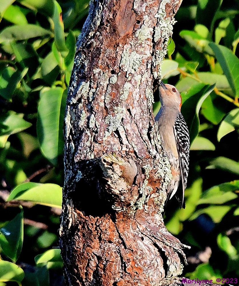 DSC_7660_001.JPG