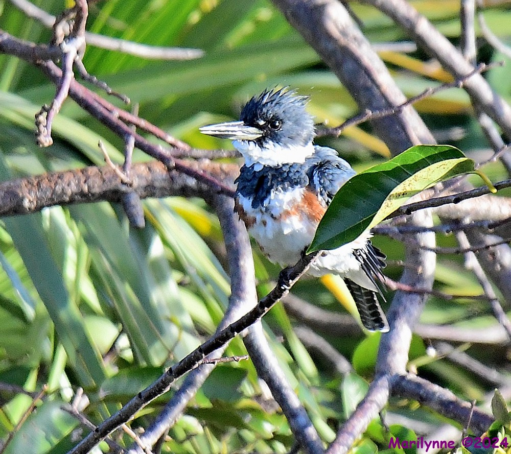 DSC_7660_001.JPG