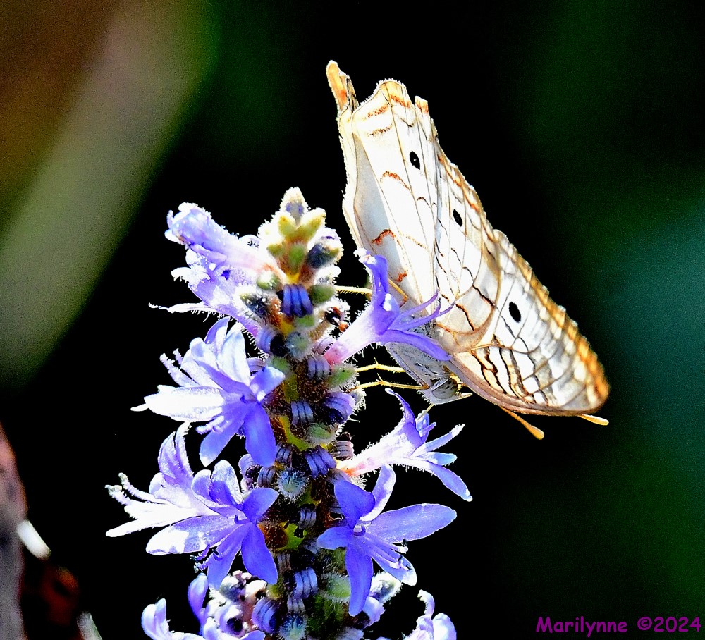 DSC_7660_001.JPG
