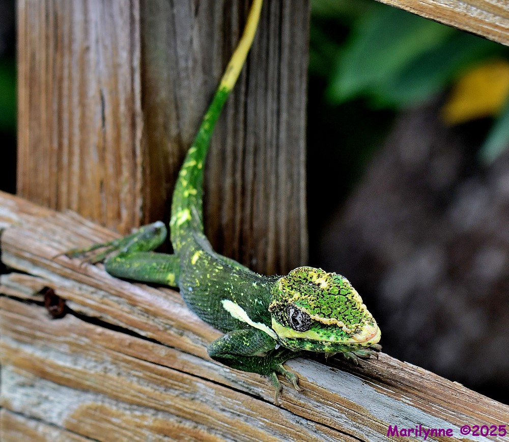 DSC_7662_001.JPG