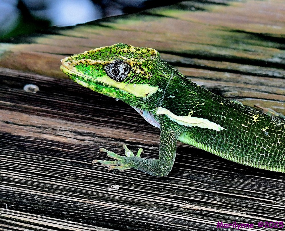DSC_7664_001.JPG