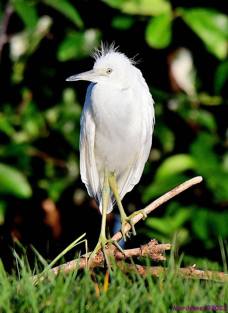 DSC_7665_001.JPG