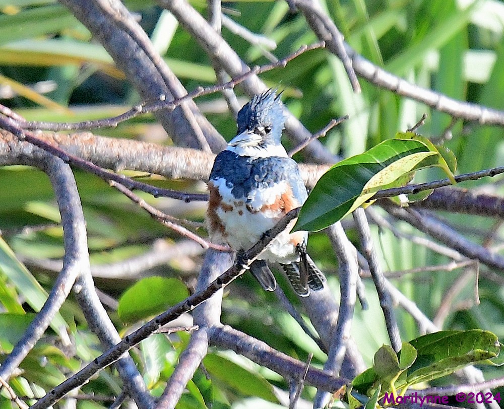 DSC_7666_001.JPG