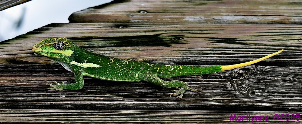 DSC_7666_001.JPG