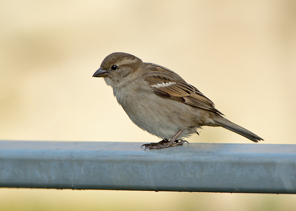 DSC_7667.jpg