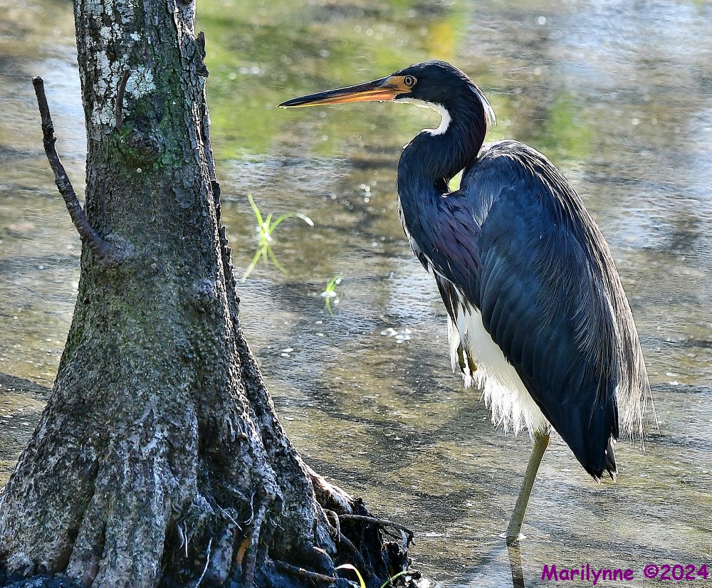 DSC_7667_001.JPG