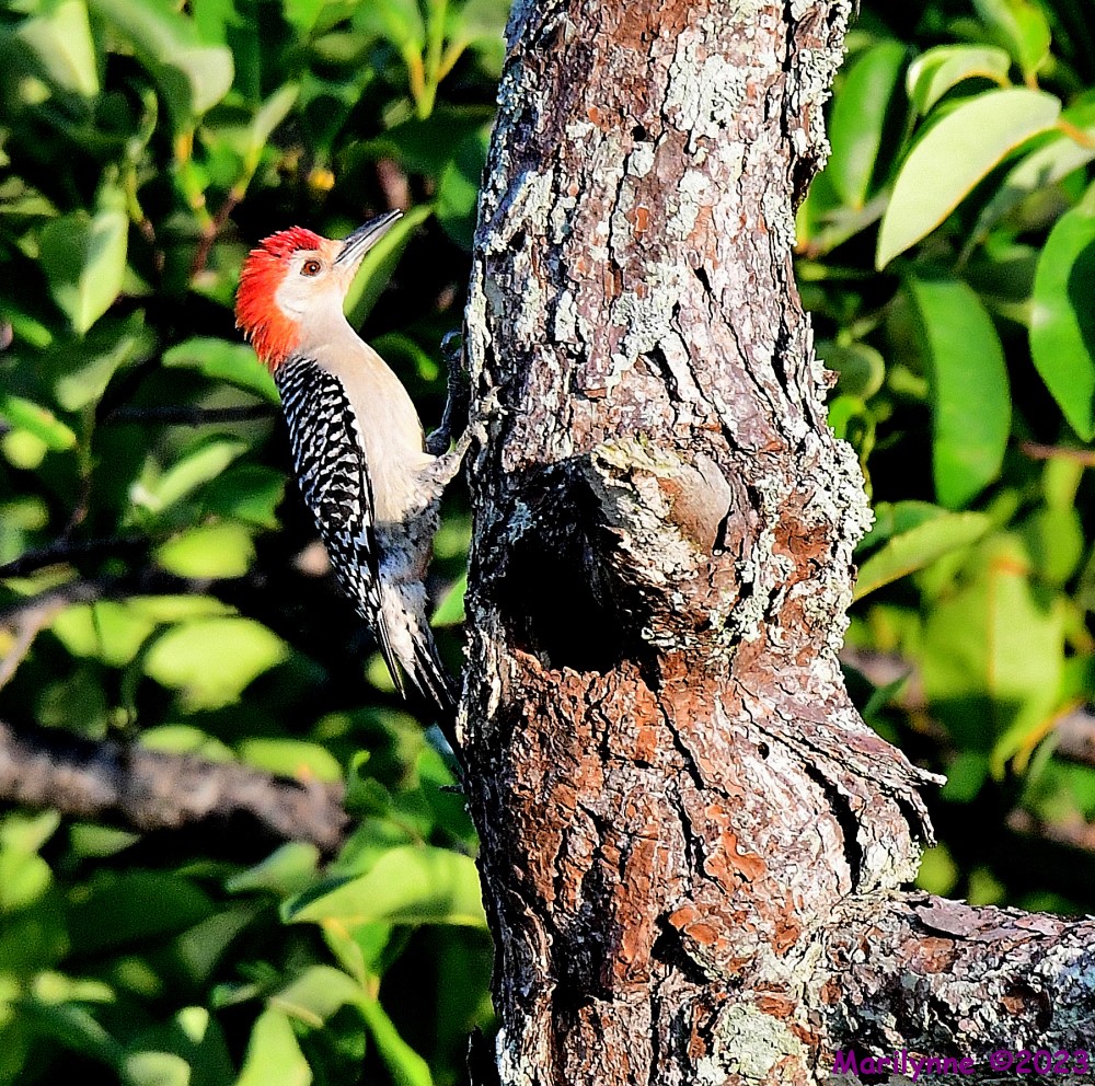DSC_7670_001.JPG