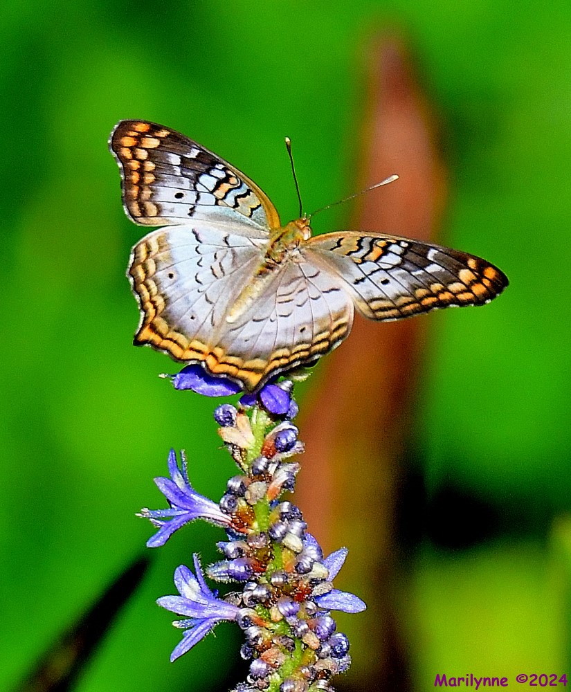 DSC_7670_001.JPG