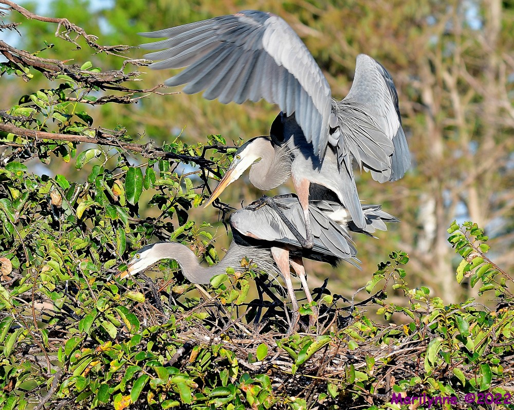 DSC_7671_001.JPG
