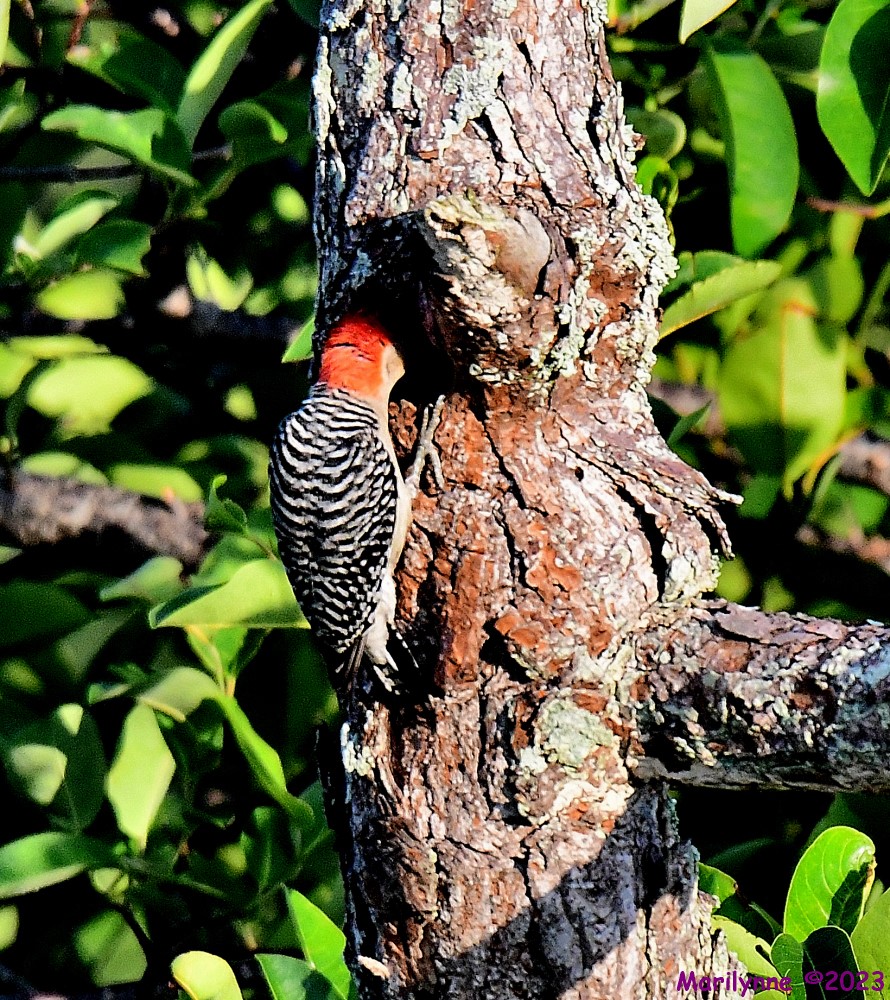 DSC_7673_001.JPG