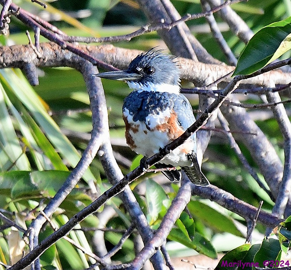 DSC_7673_001.JPG
