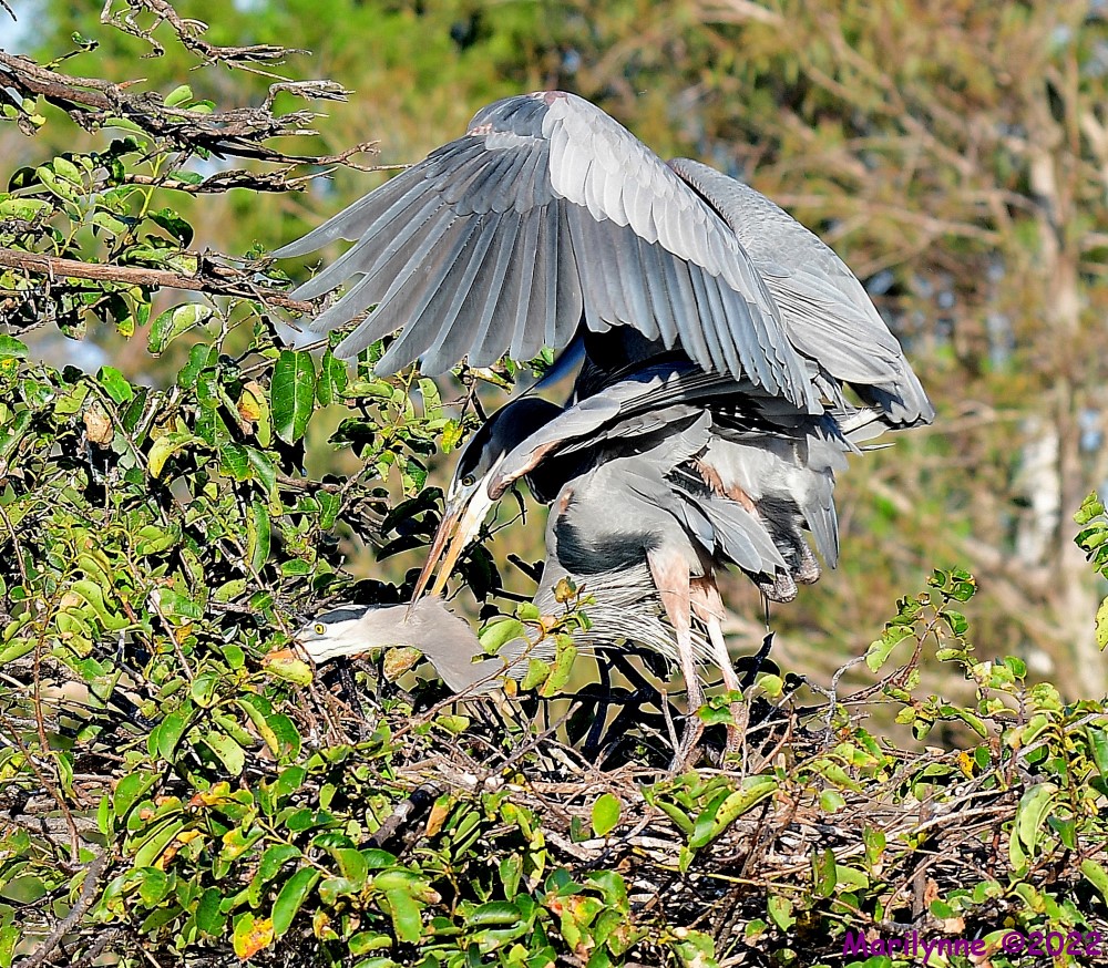 DSC_7676_001.JPG