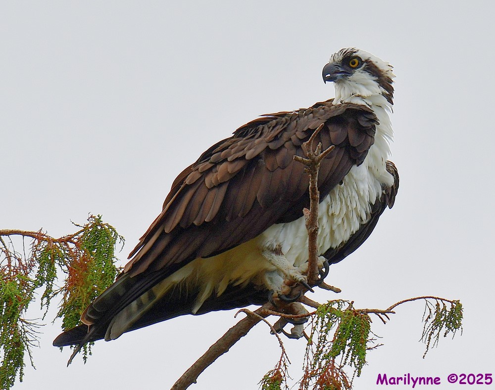 DSC_7676_001.JPG