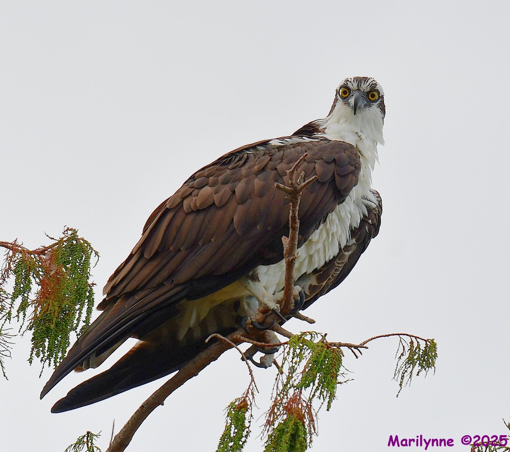 DSC_7679_001.JPG