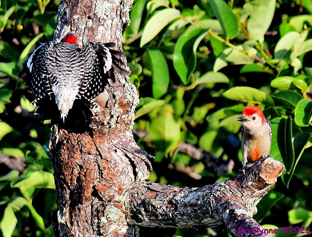 DSC_7680_001.JPG