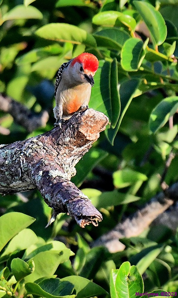 DSC_7681_001.JPG