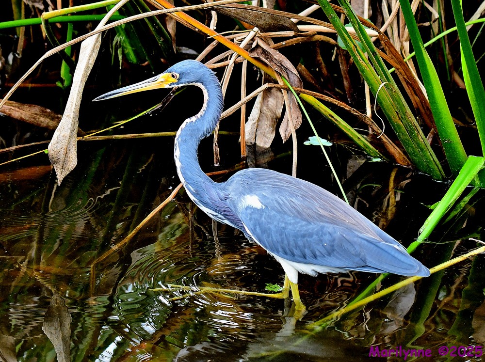 DSC_7681_001.JPG