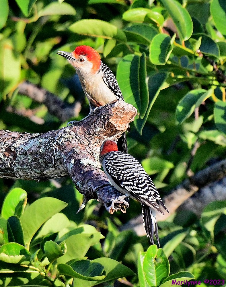 DSC_7682_001.JPG