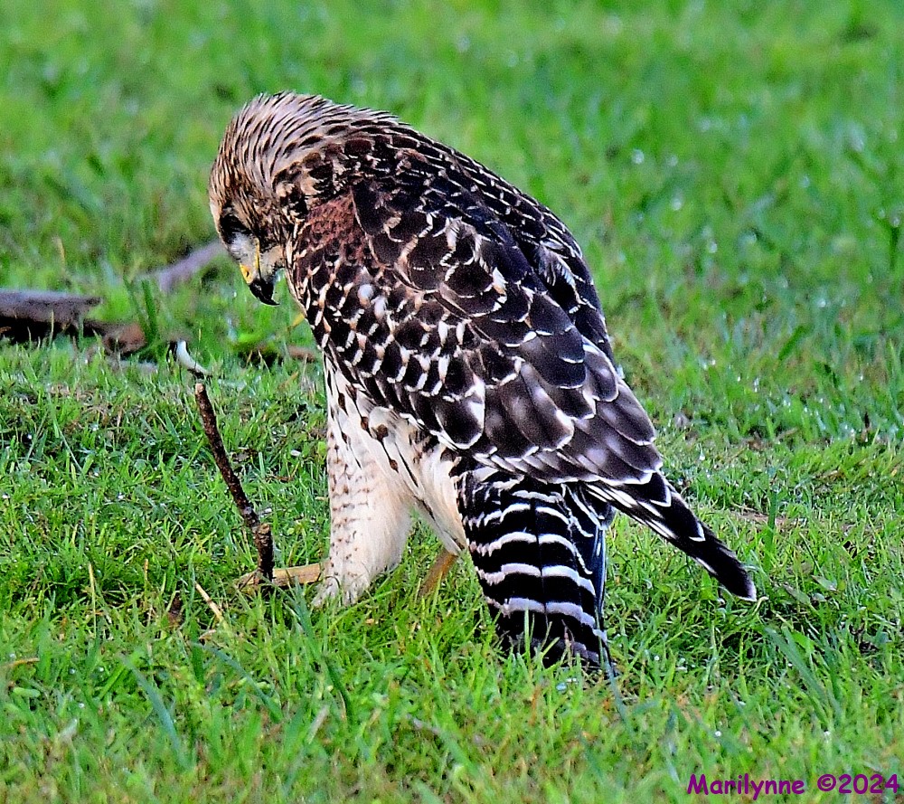 DSC_7682_001.JPG