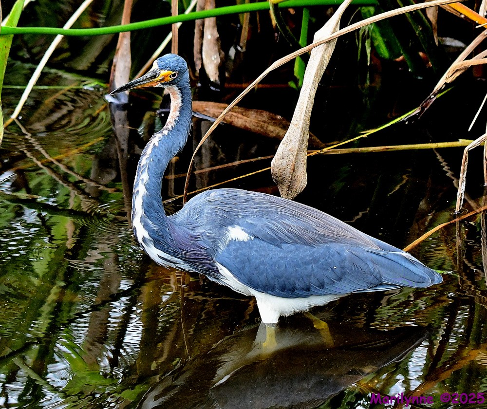 DSC_7683_001.JPG
