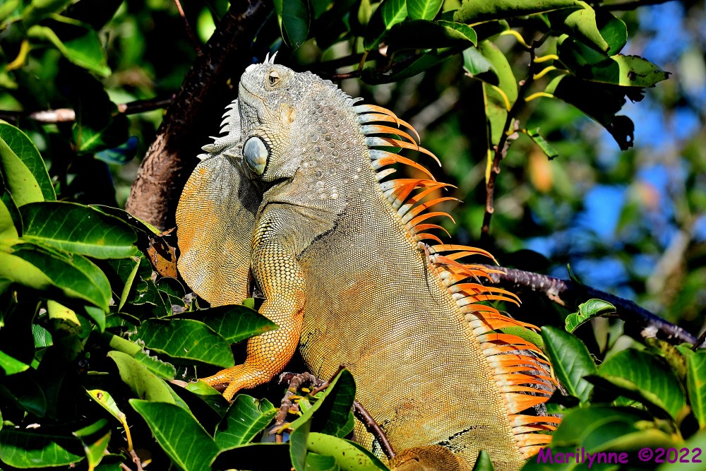 DSC_7685_001.JPG