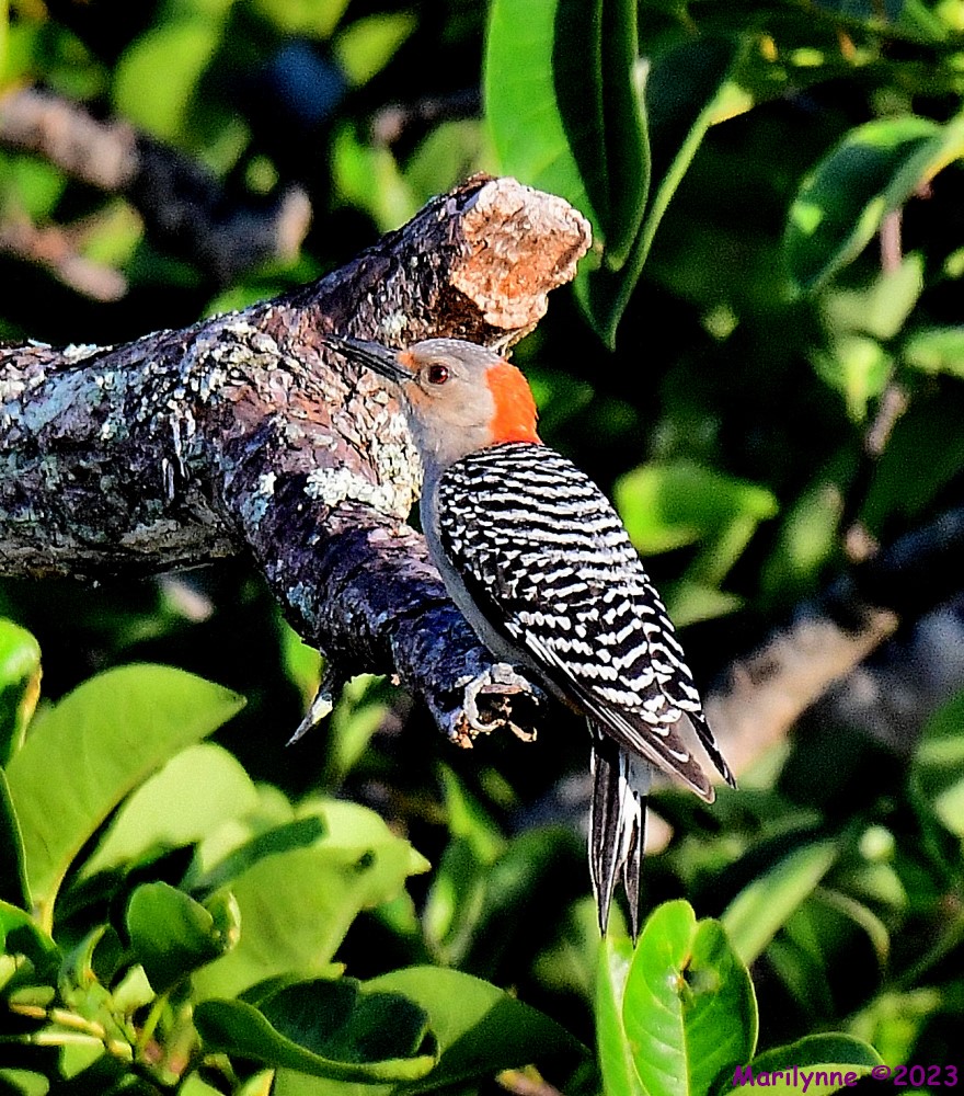 DSC_7685_001.JPG