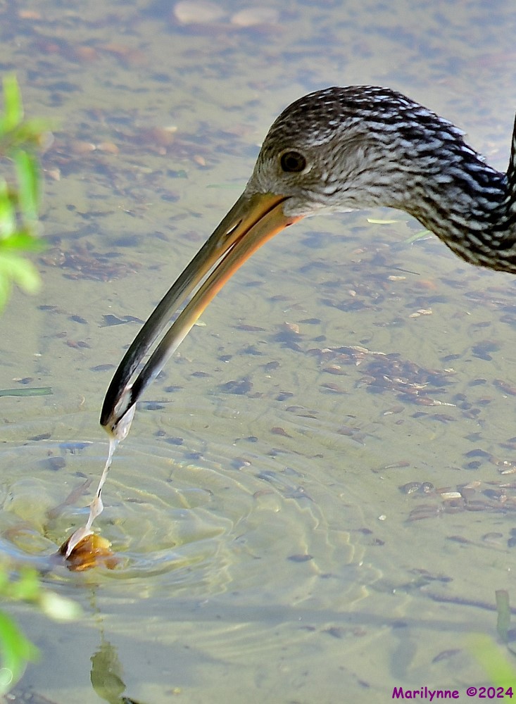 DSC_7685_001.JPG