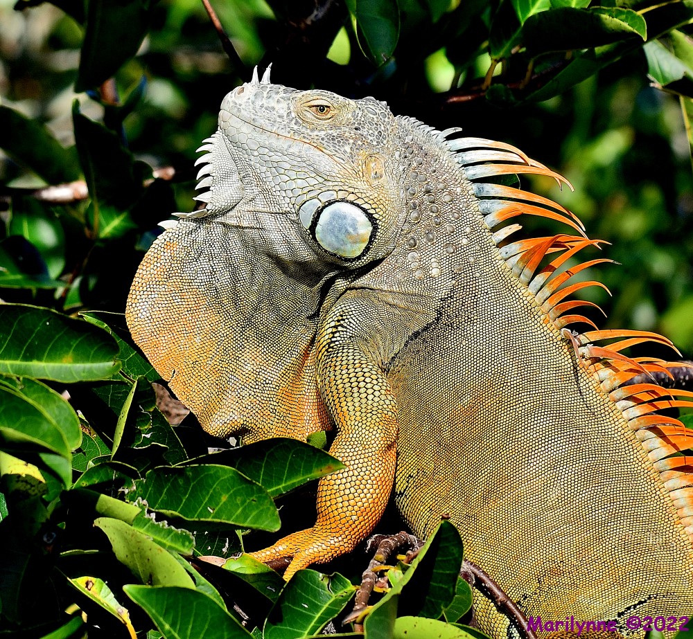 DSC_7687_001.JPG
