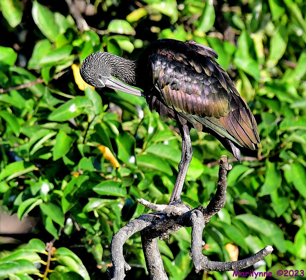 DSC_7687_001.JPG