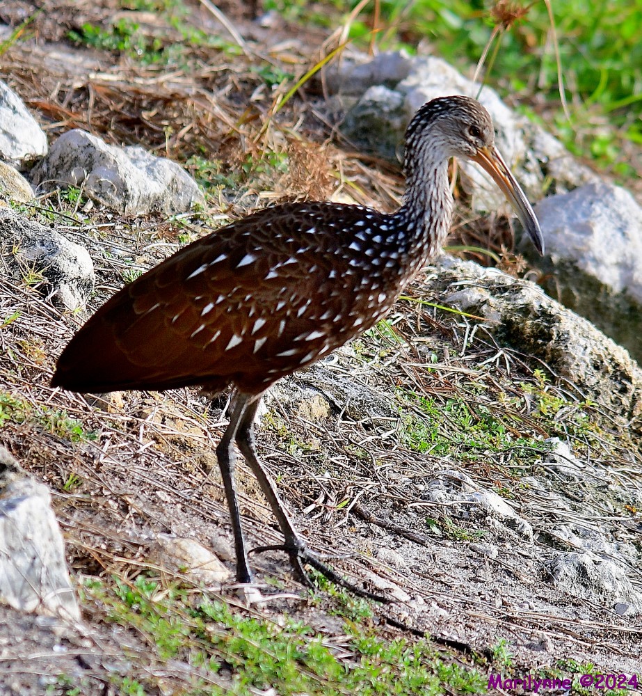 DSC_7689_001.JPG