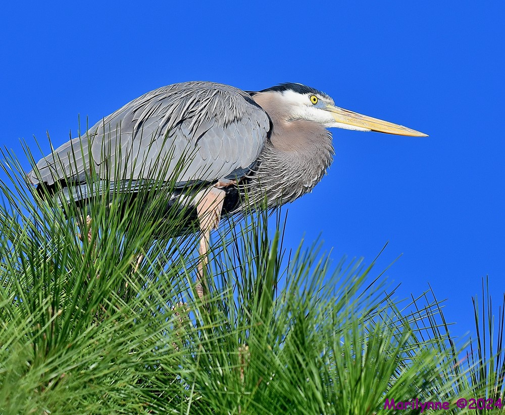 DSC_7690_001.JPG