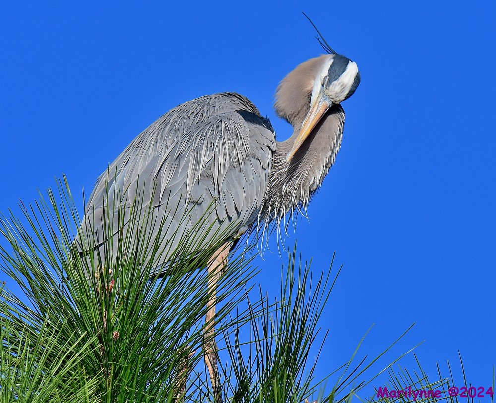 DSC_7695_001.JPG