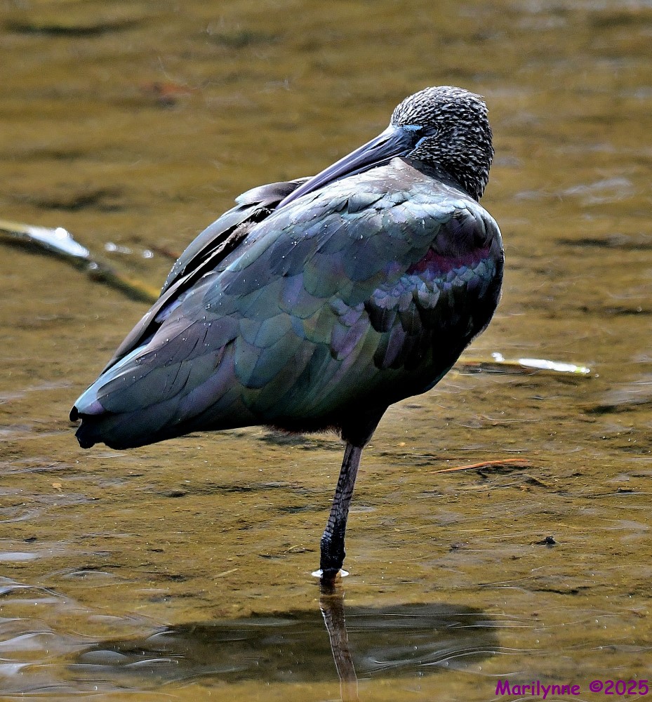 DSC_7695_001.JPG