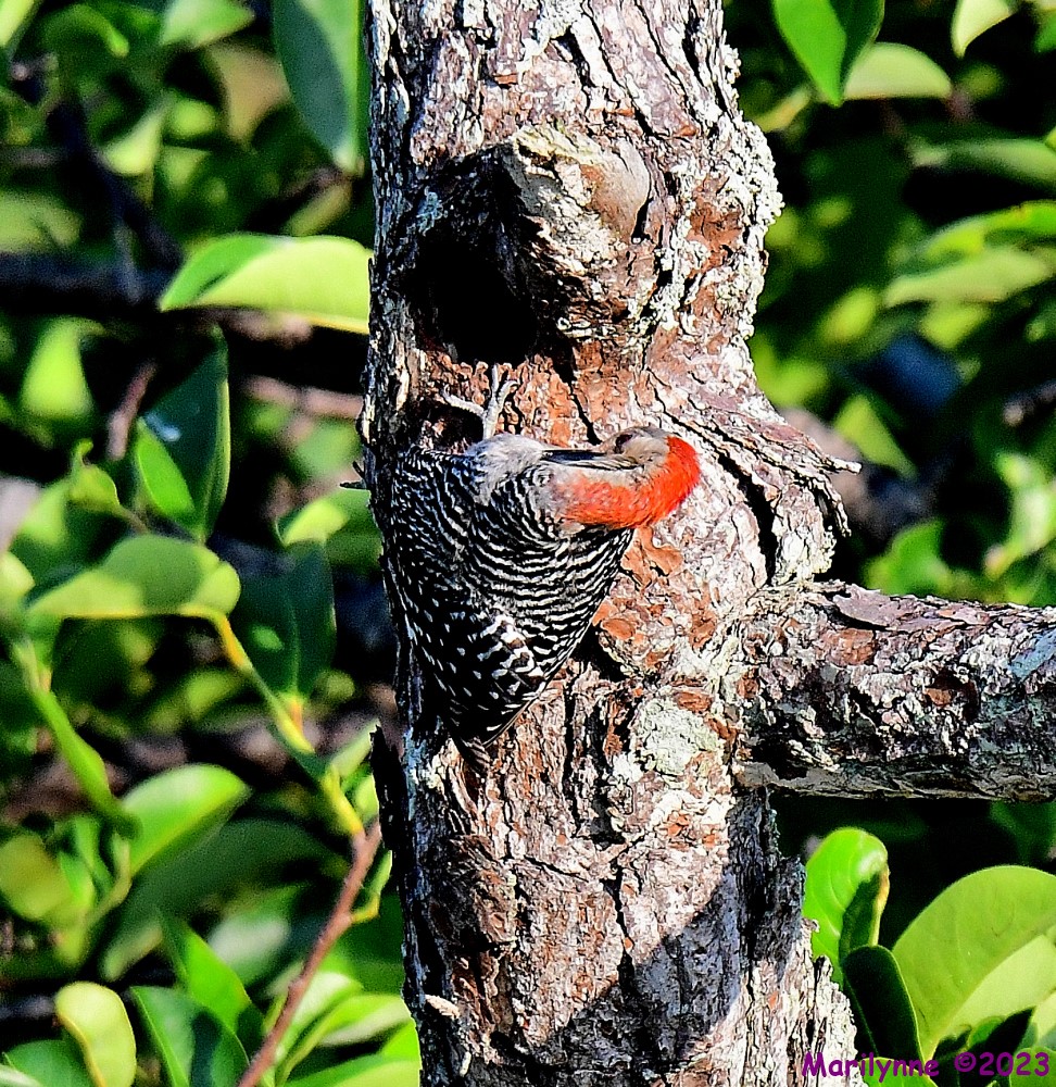 DSC_7697_001.JPG