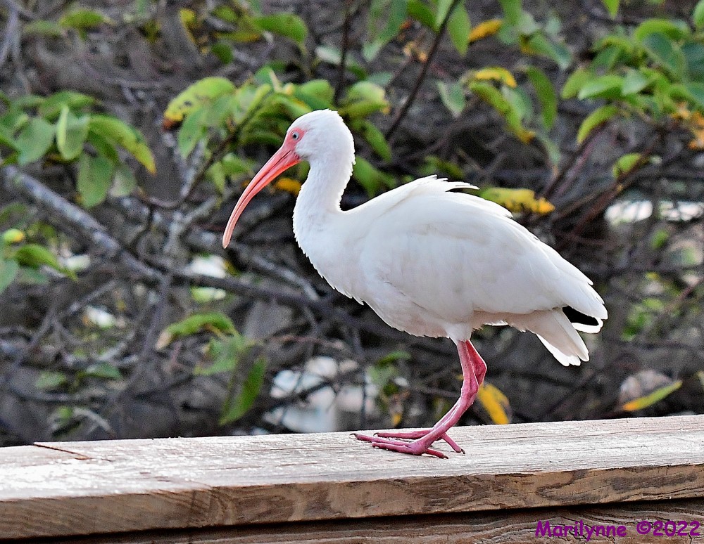 DSC_7699_001.JPG