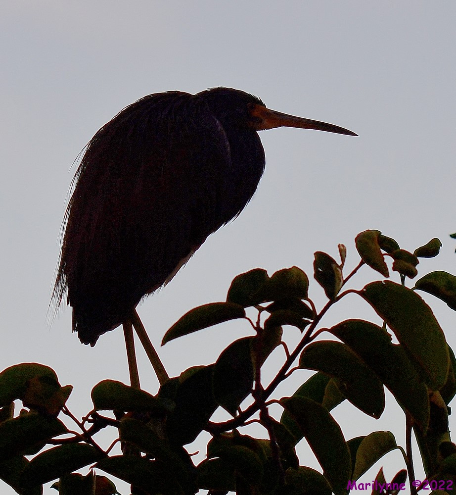 DSC_7700_001.JPG