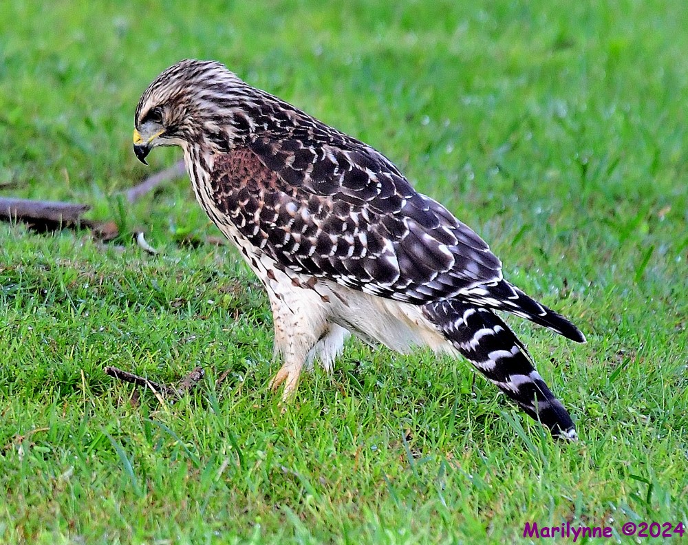 DSC_7701_001.JPG