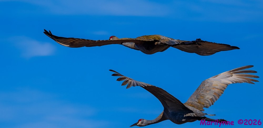 DSC_7702 copy_001.JPG