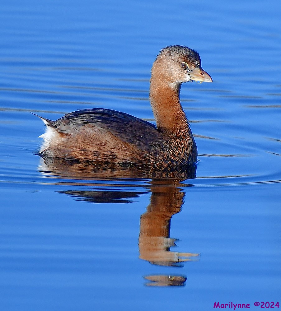 DSC_7702_001.JPG