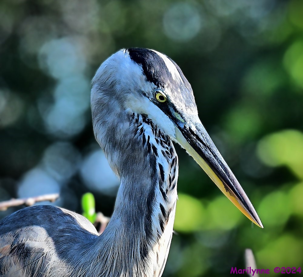 DSC_7702_001.JPG
