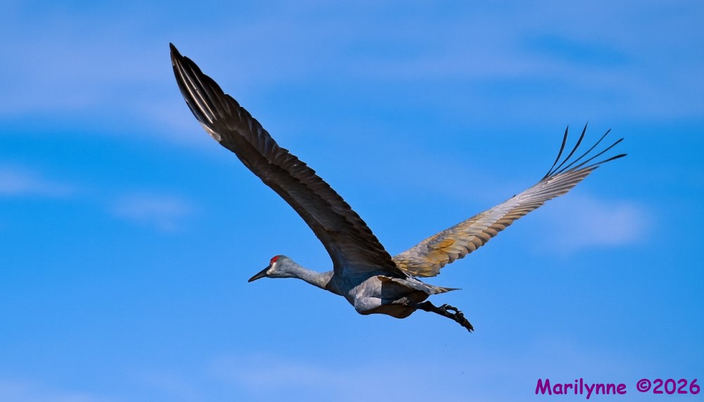 DSC_7704 copy_001.JPG