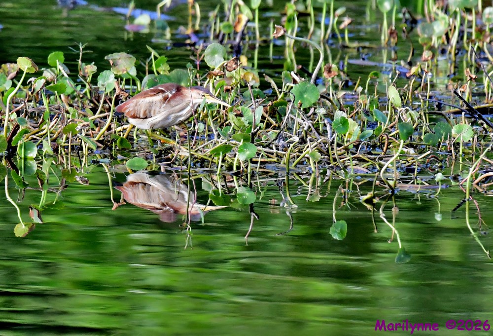 DSC_7704_001.JPG