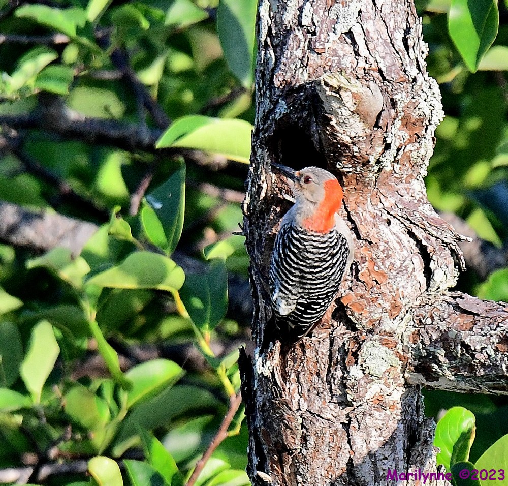 DSC_7706_001.JPG