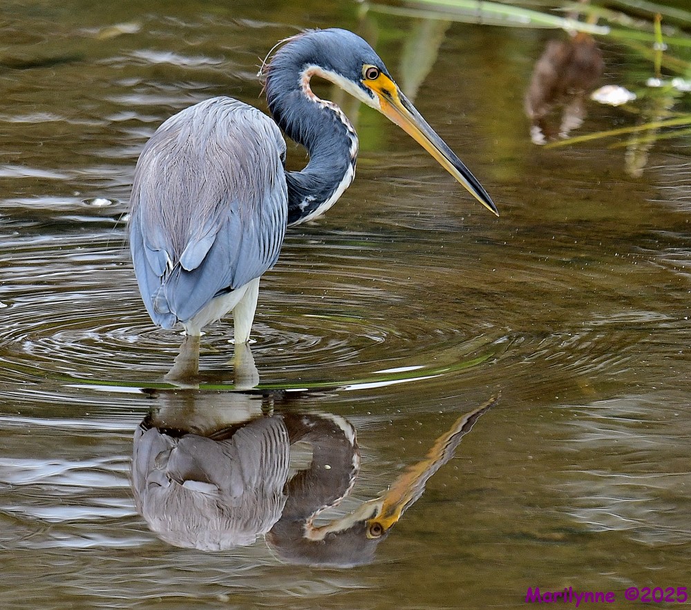DSC_7707_001.JPG