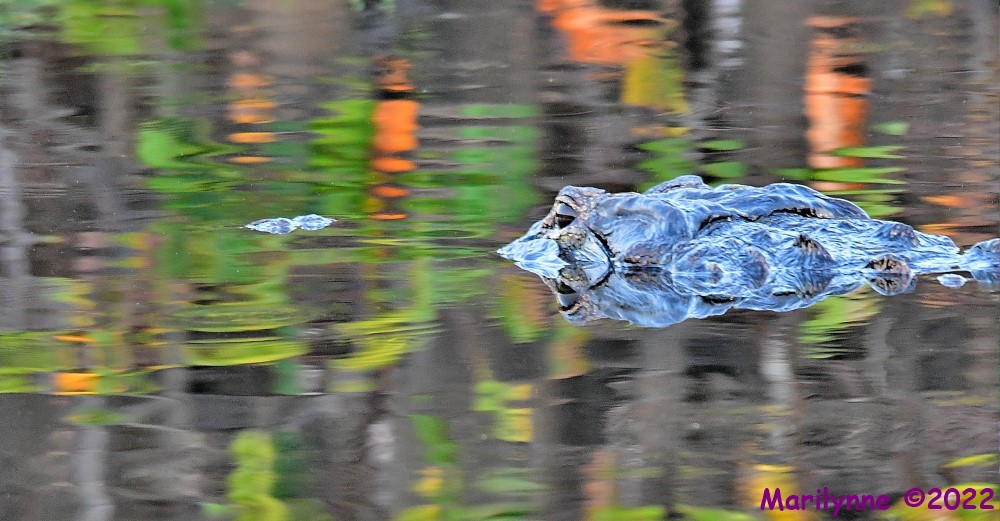 DSC_7708_001.JPG