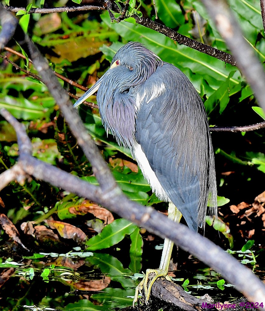 DSC_7708_001.JPG