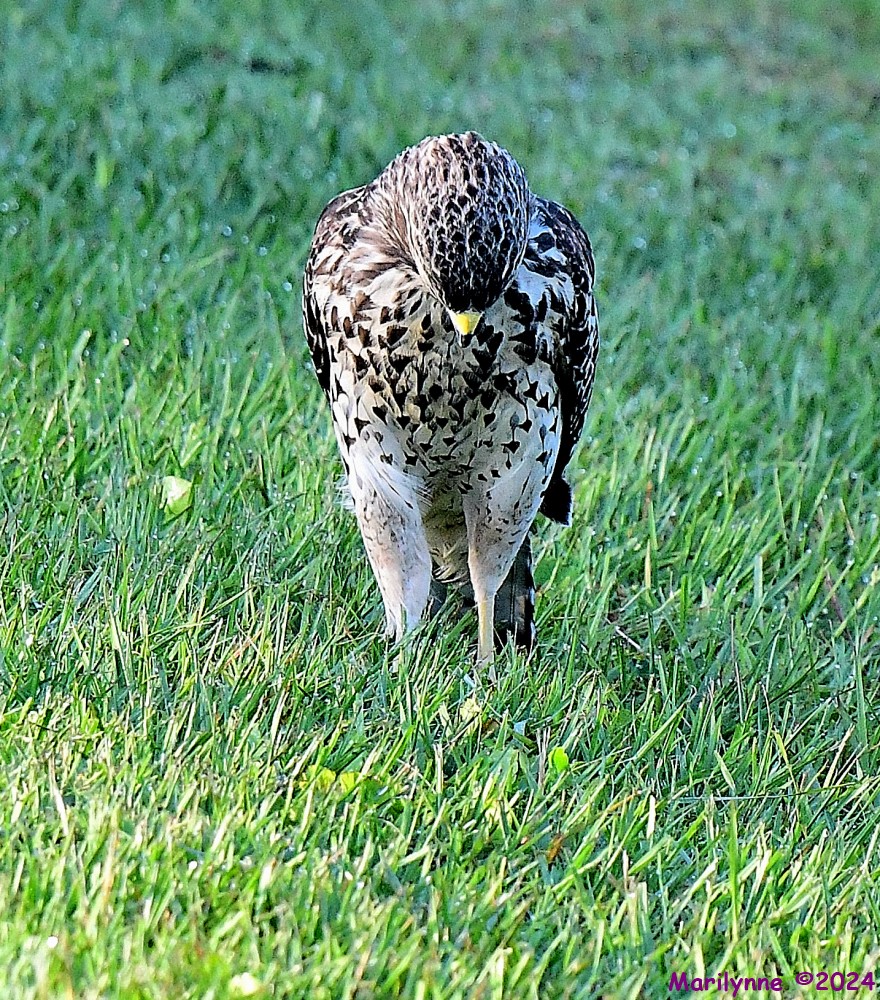 DSC_7708_001.JPG