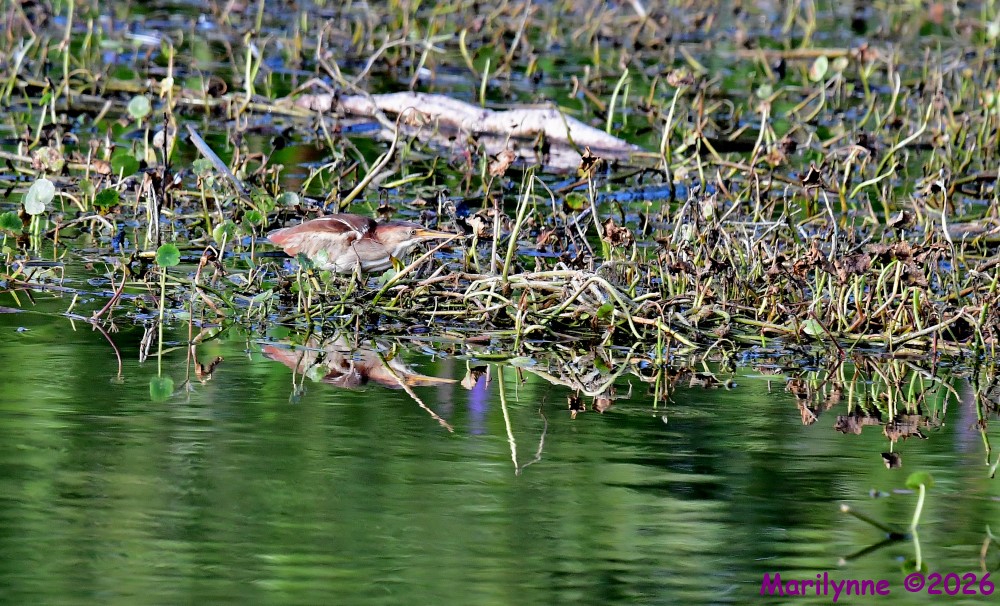 DSC_7708_001.JPG